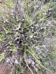 Eriocephalus ericoides
