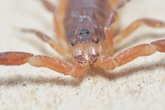 Pseudolychas ochraceus