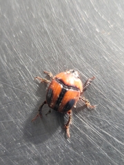 Bolbocerosoma confusum