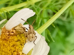 Stictopleurus punctatonervosus