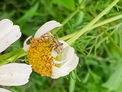 Stictopleurus punctatonervosus