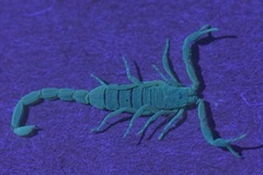 Pseudolychas ochraceus
