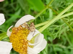 Stictopleurus punctatonervosus