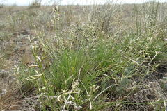 Astragalus tenuifolius