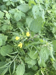 Raphanus raphanistrum