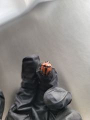 Bolbocerosoma confusum