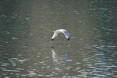 Larus michahellis michahellis