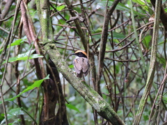 Conopophaga melanops