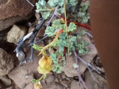 Hermannia althaeifolia