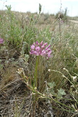 Allium pallasii