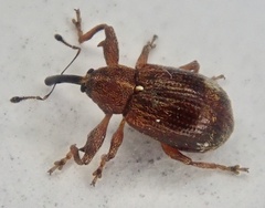 Anthonomus bituberculatus