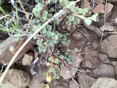 Hermannia althaeifolia