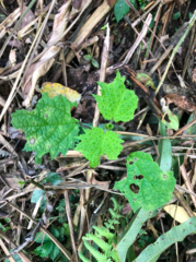 Urtica thunbergiana