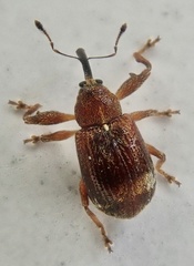 Anthonomus bituberculatus