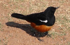 Thamnolaea cinnamomeiventris