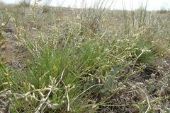 Astragalus tenuifolius
