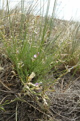 Astragalus tenuifolius