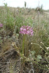 Allium pallasii