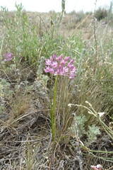 Allium pallasii