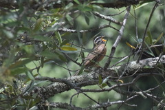Emberiza tahapisi