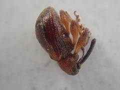 Anthonomus bituberculatus