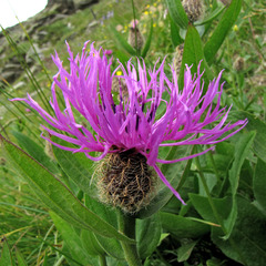 Centaurea uniflora