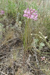 Allium pallasii