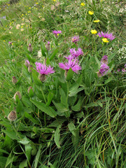 Centaurea uniflora