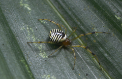 Theridion zonulatum