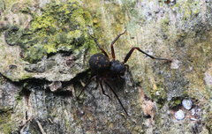 Cebrenninus