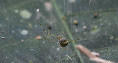 Theridion zonulatum