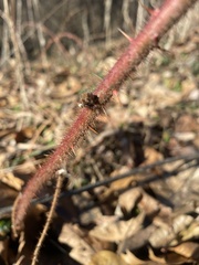 Rubus phoenicolasius