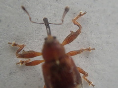 Anthonomus bituberculatus
