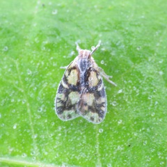 Bothriocera cognita