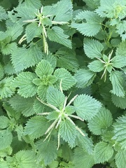 Urtica