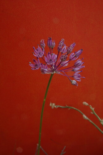 Allium pallasii Murray