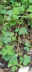 Oxalis corniculata