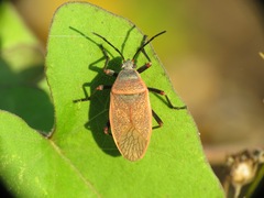 Largus maculatus