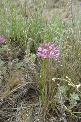 Allium pallasii