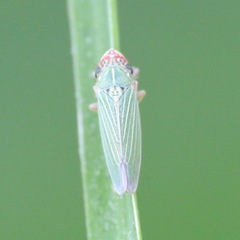 Xyphon reticulatum