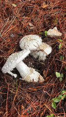 Amanita magniverrucata