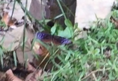 Euploea mulciber mulciber