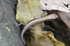 Sphenomorphus maculatus