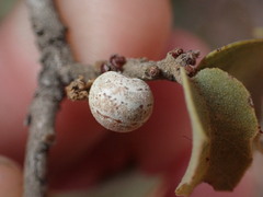 Kermesidae