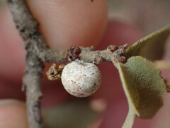 Kermesidae