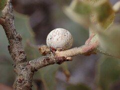 Kermesidae