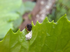 Wasmannia auropunctata