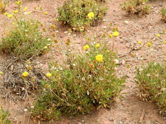 Grindelia chiloensis