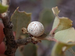 Kermesidae