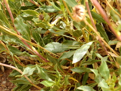 Grindelia chiloensis